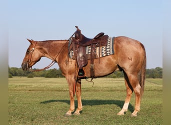 American Quarter Horse, Wallach, 4 Jahre, 14,2 hh, Roan-Red