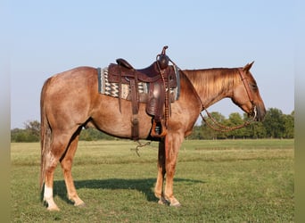 American Quarter Horse, Wallach, 4 Jahre, 14,2 hh, Roan-Red