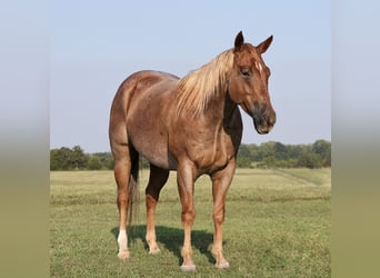 American Quarter Horse, Wallach, 4 Jahre, 14,2 hh, Roan-Red