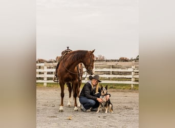 American Quarter Horse, Gelding, 4 years, 14,2 hh, Roan-Red