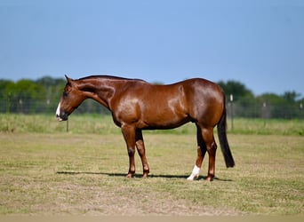 American Quarter Horse, Gelding, 4 years, 14.2 hh, Sorrel