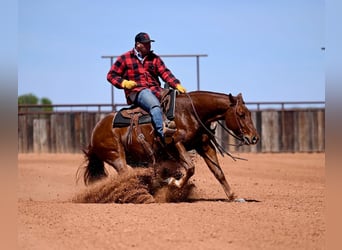American Quarter Horse, Gelding, 4 years, 14.2 hh, Sorrel
