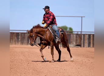 American Quarter Horse, Gelding, 4 years, 14.2 hh, Sorrel