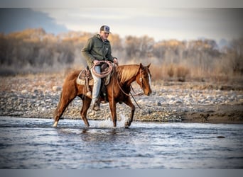 American Quarter Horse, Gelding, 4 years, 14.2 hh, Sorrel