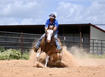 American Quarter Horse, Gelding, 4 years, 14.2 hh, Sorrel