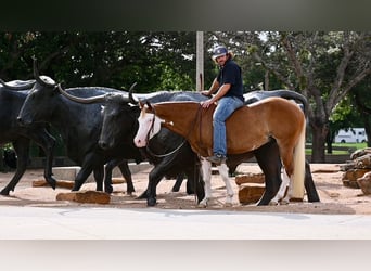 American Quarter Horse, Gelding, 4 years, 14.2 hh, Sorrel