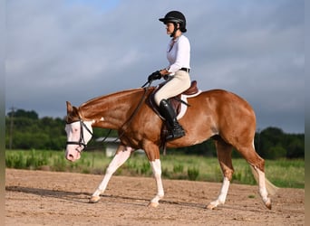 American Quarter Horse, Gelding, 4 years, 14.2 hh, Sorrel