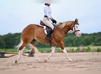 American Quarter Horse, Gelding, 4 years, 14.2 hh, Sorrel