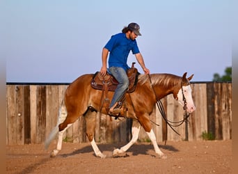 American Quarter Horse, Gelding, 4 years, 14.2 hh, Sorrel