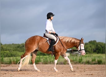 American Quarter Horse, Gelding, 4 years, 14.2 hh, Sorrel