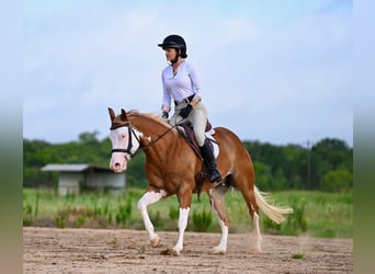 American Quarter Horse, Gelding, 4 years, 14.2 hh, Sorrel