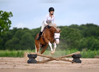 American Quarter Horse, Gelding, 4 years, 14.2 hh, Sorrel