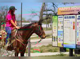 American Quarter Horse, Gelding, 4 years, 14.3 hh, Bay