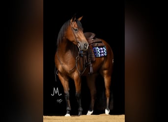American Quarter Horse, Gelding, 4 years, 14.3 hh, Bay