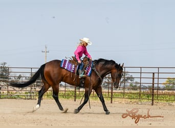 American Quarter Horse, Wallach, 4 Jahre, 14,3 hh, Rotbrauner