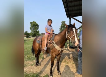 American Quarter Horse, Gelding, 4 years, 14,3 hh, Bay