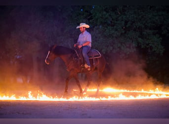 American Quarter Horse, Gelding, 4 years, 14,3 hh, Black