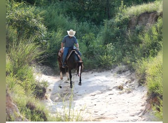 American Quarter Horse, Gelding, 4 years, 14,3 hh, Black