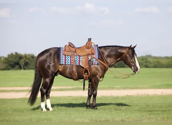 American Quarter Horse, Gelding, 4 years, 14,3 hh, Black