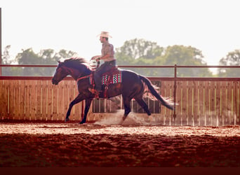 American Quarter Horse, Gelding, 4 years, 14,3 hh, Black