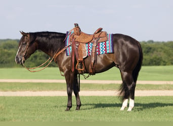 American Quarter Horse, Gelding, 4 years, 14,3 hh, Black