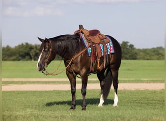 American Quarter Horse, Gelding, 4 years, 14,3 hh, Black