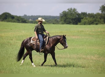 American Quarter Horse, Gelding, 4 years, 14,3 hh, Black