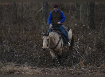 American Quarter Horse, Gelding, 4 years, 14.3 hh, Buckskin