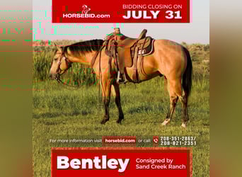 American Quarter Horse, Gelding, 4 years, 14.3 hh, Buckskin