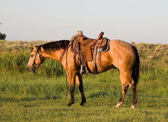 American Quarter Horse, Gelding, 4 years, 14.3 hh, Buckskin