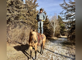 American Quarter Horse, Gelding, 4 years, 14,3 hh, Buckskin