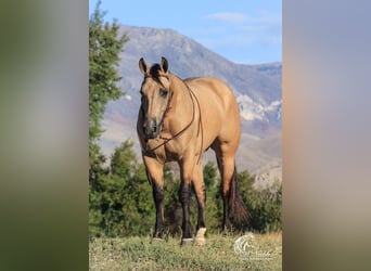 American Quarter Horse, Gelding, 4 years, 14,3 hh, Buckskin