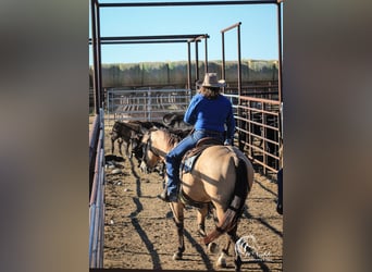 American Quarter Horse, Gelding, 4 years, 14,3 hh, Buckskin