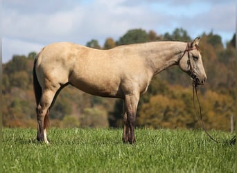 American Quarter Horse, Gelding, 4 years, 14,3 hh, Buckskin