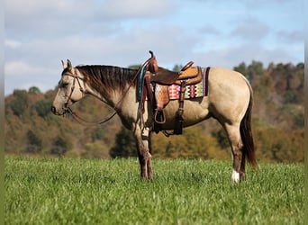 American Quarter Horse, Gelding, 4 years, 14,3 hh, Buckskin