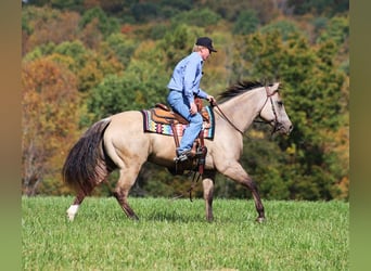 American Quarter Horse, Gelding, 4 years, 14,3 hh, Buckskin