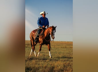 American Quarter Horse, Gelding, 4 years, 14,3 hh, Chestnut