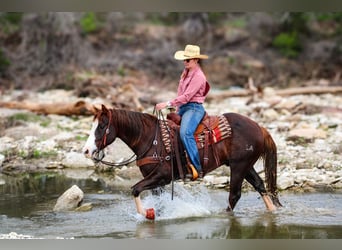 American Quarter Horse, Gelding, 4 years, 14,3 hh, Chestnut