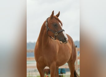 American Quarter Horse, Gelding, 4 years, 14.3 hh, Chestnut-Red