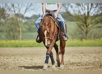 American Quarter Horse, Gelding, 4 years, 14,3 hh, Chestnut-Red