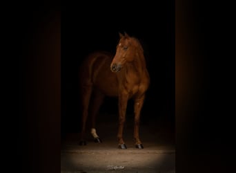 American Quarter Horse, Gelding, 4 years, 14.3 hh, Chestnut