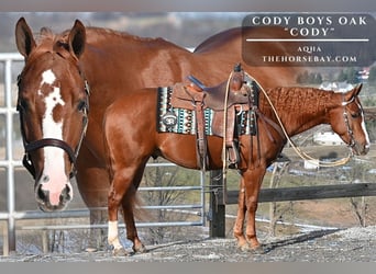 American Quarter Horse, Gelding, 4 years, 14.3 hh, Chestnut