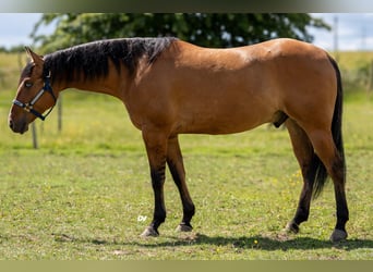 American Quarter Horse, Gelding, 4 years, 14.3 hh, Dun
