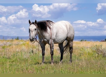 American Quarter Horse, Gelding, 4 years, 14.3 hh, Gray