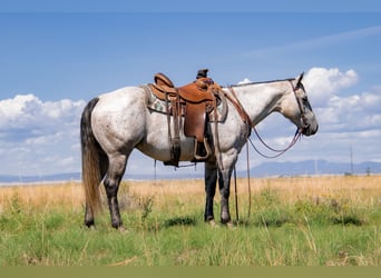 American Quarter Horse, Gelding, 4 years, 14.3 hh, Gray