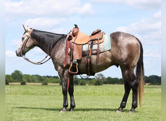 American Quarter Horse, Gelding, 4 years, 14.3 hh, Gray