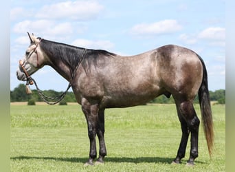 American Quarter Horse, Gelding, 4 years, 14.3 hh, Gray