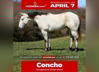 American Quarter Horse, Gelding, 4 years, 14.3 hh, Gray