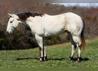 American Quarter Horse, Gelding, 4 years, 14.3 hh, Gray