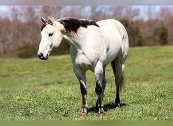 American Quarter Horse, Gelding, 4 years, 14.3 hh, Gray